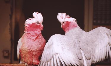 Hotel dekat Weltvogelpark Walsrode