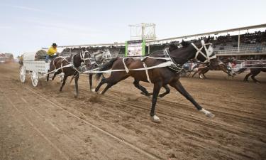 Hoteles cerca de Festival Calgary Stampede