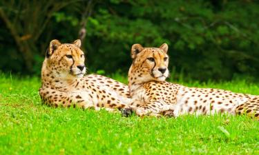 Hoteller i nærheden af Chester Zoo