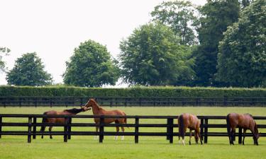 Ippodromo di Newmarket: hotel