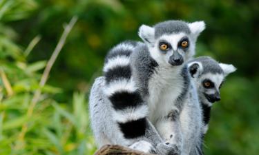 Hoteli u blizini znamenitosti 'Zabavni park Peaugres Safari Park'