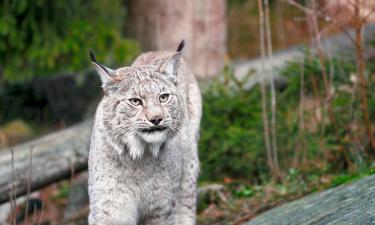 Hoteluri aproape de Grădina Zoologică Borås