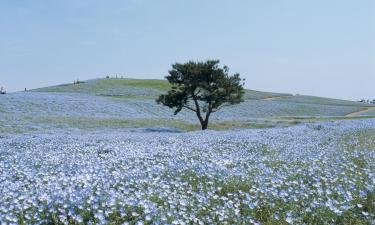 Hitachi Seaside Park के पास वाले होटल