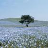 Hotels in de buurt van Hitachi Seaside Park