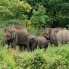 Hotel berdekatan dengan Taman Semulajadi Gajah