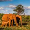 Hôtels près de : Réserve nationale de Samburu