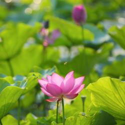 Botanical Gardens of Pisa