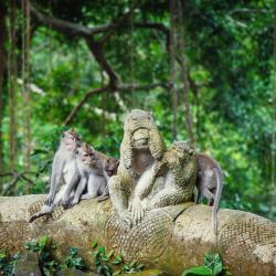 Sveta šuma majmuna Ubud