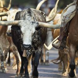 Fort Worth Stockyards