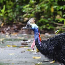 Rainforest Habitat Wildlife Sanctuary