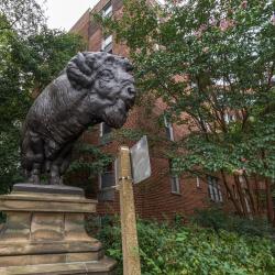 Buffaloes Statue