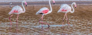 Hotelek Ria Formosa Természetvédelmi Terület területén