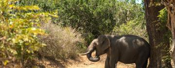 Hoteles en Yala National Park