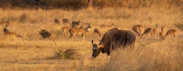 Курортные отели в регионе Pench National Park