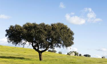 Penginapan di Ladang di Alentejo