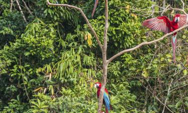 Lodger i Amazonasregnskogen