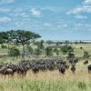 Cabañas en Serengeti