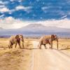 Amboseli National Park  - 롯지