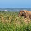 Lodges in der Region Addo-Elefanten-Nationalpark