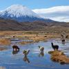 Hótel á svæðinu Arica y Parinacota