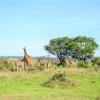 Hotels a Nairobi National Park