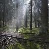 Фермерські будинки в регіоні Bialowieza National Park