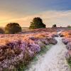 Hoge Veluwe National Park: atostogų nameliai