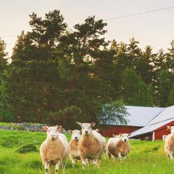 Östergötland 18 farfuglaheimili