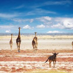 Etosha National Park 13 lodges