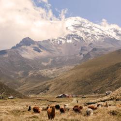 Chimborazo Province 8 pansiona