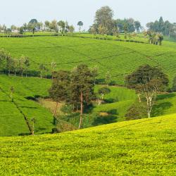 Kericho 5 bed and breakfasts