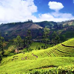 Nuwara Eliya 16 Lodges