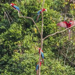 Amazon Jungle 7 lodges