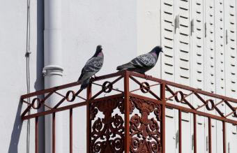 Effective Ways to Clean Pigeon Poop from Your Balcony