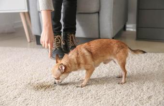 Effortless Pet Stain Removal From Carpets