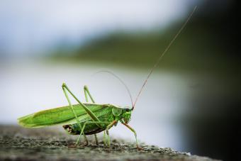 Lucky Cricket Symbolism: Lucky Bugs You Shouldn’t Squash