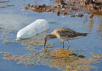 Widespread Impacts of Water Pollution on Health and Environment