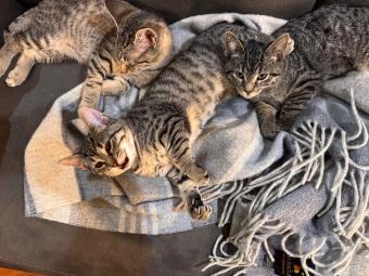 We Adopted Four Kittens From a Shelter — What Were We Thinking?