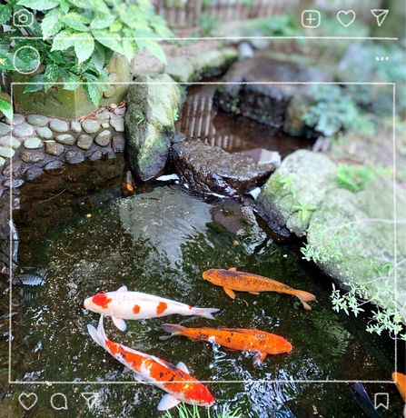 koi.JPG