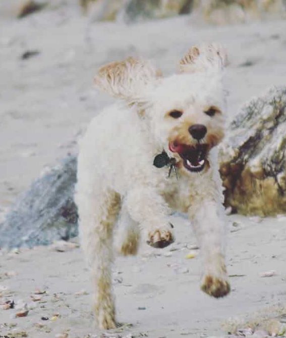 Cheerful Cook'a Dog: Riley The Cockapoo.