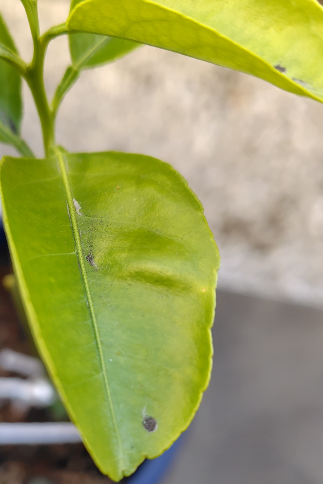 みかんの植木の葉に黒いすすの様な付着物が発生しました。 霧吹きで吹き飛ばして拭き取ったら無くなりましたが、何かの病気でしょうか？ みかんに詳しい方いらっしゃいましたらアドバイスの程よろしくお願いします。 ちなみに隣りにマンションが建って午前中は陽が当たりません。