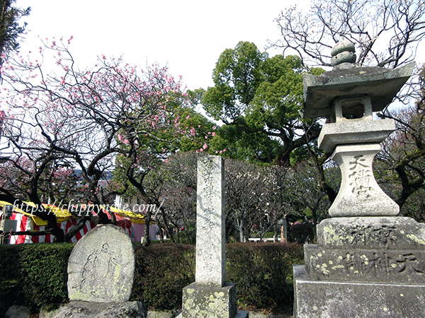 太宰府天満宮・梅の季節