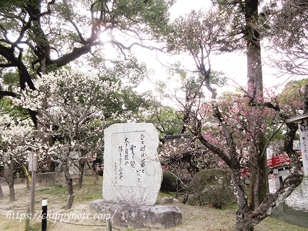 太宰府天満宮・梅の季節