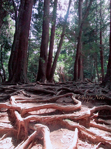 木の根道