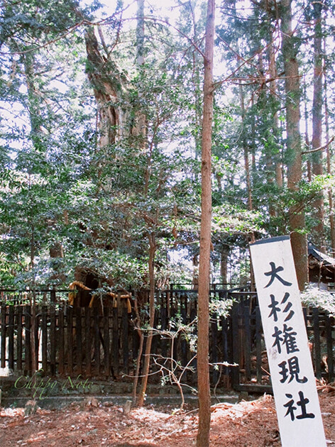 大杉権現（台風前）