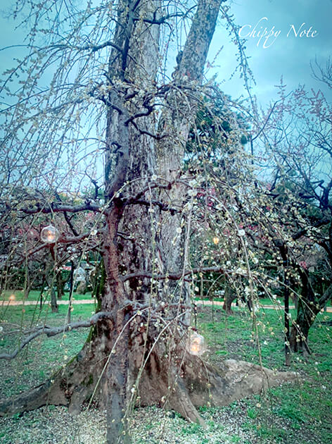 北野天満宮・梅苑「花の庭」