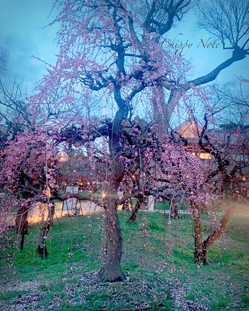 北野天満宮・梅苑「花の庭」