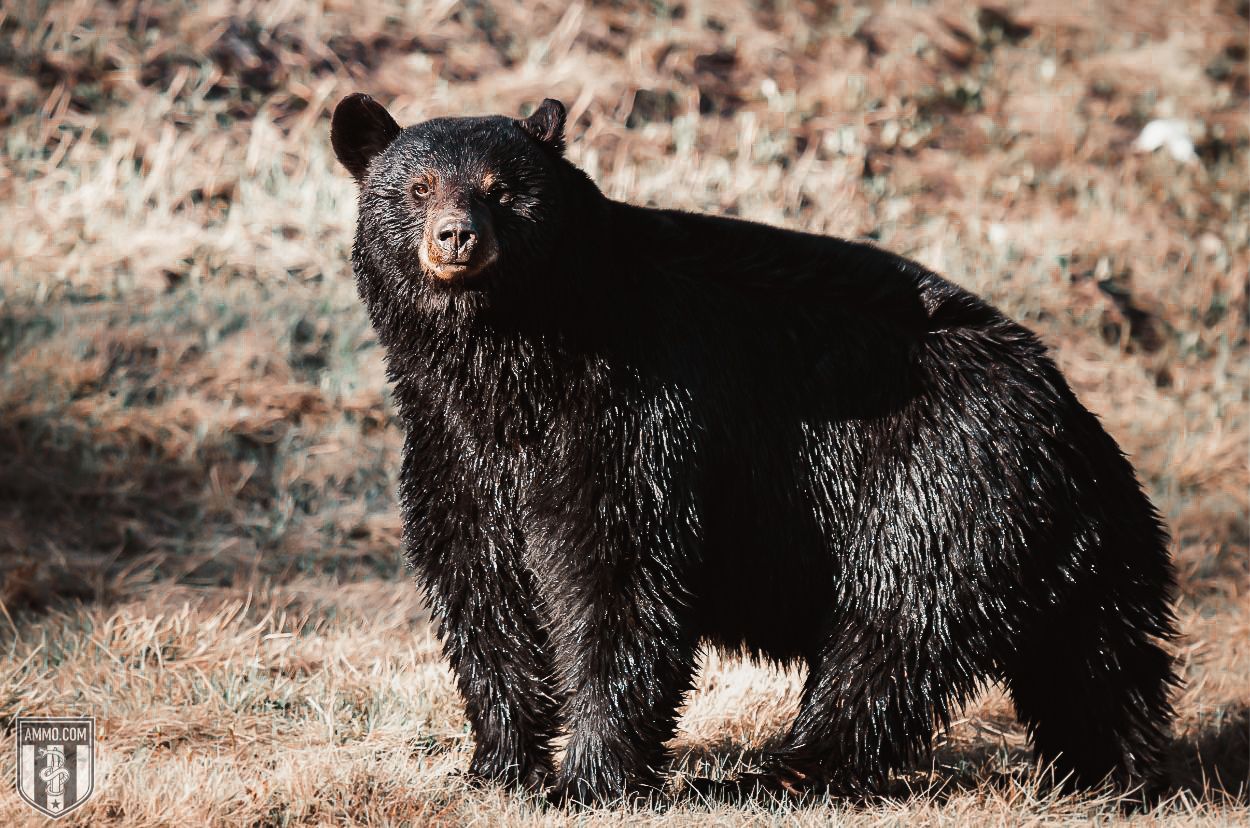 Black bear