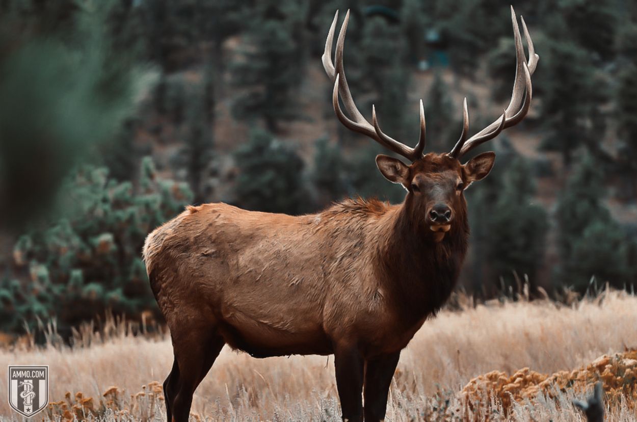 Elk