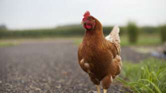 Chicken crossing the road | Lonny Garris/Dreamstime.com
